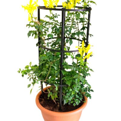 Tecoma Capensis