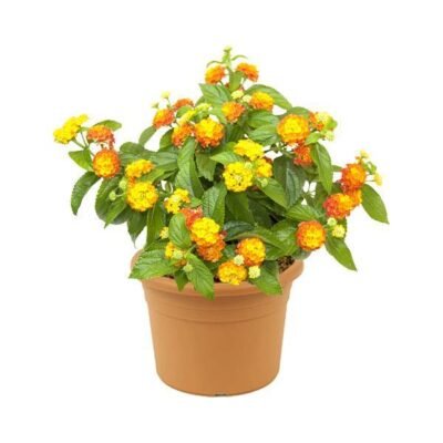Lantana Mix Color