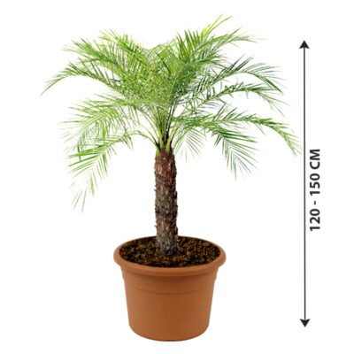 Phoenix Roebelenii - Pygmy Date Palm