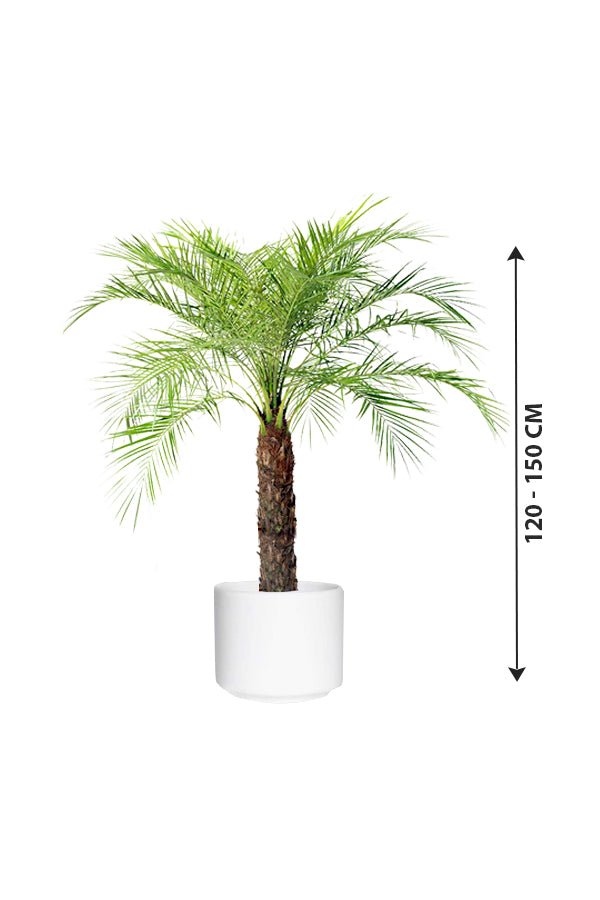 Phoenix Roebelenii - Pygmy Date Palm - Image 7