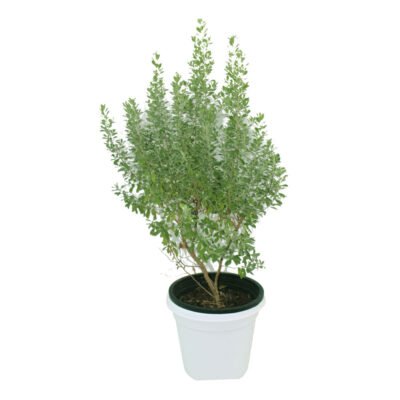 Leucophyllum Frutescens