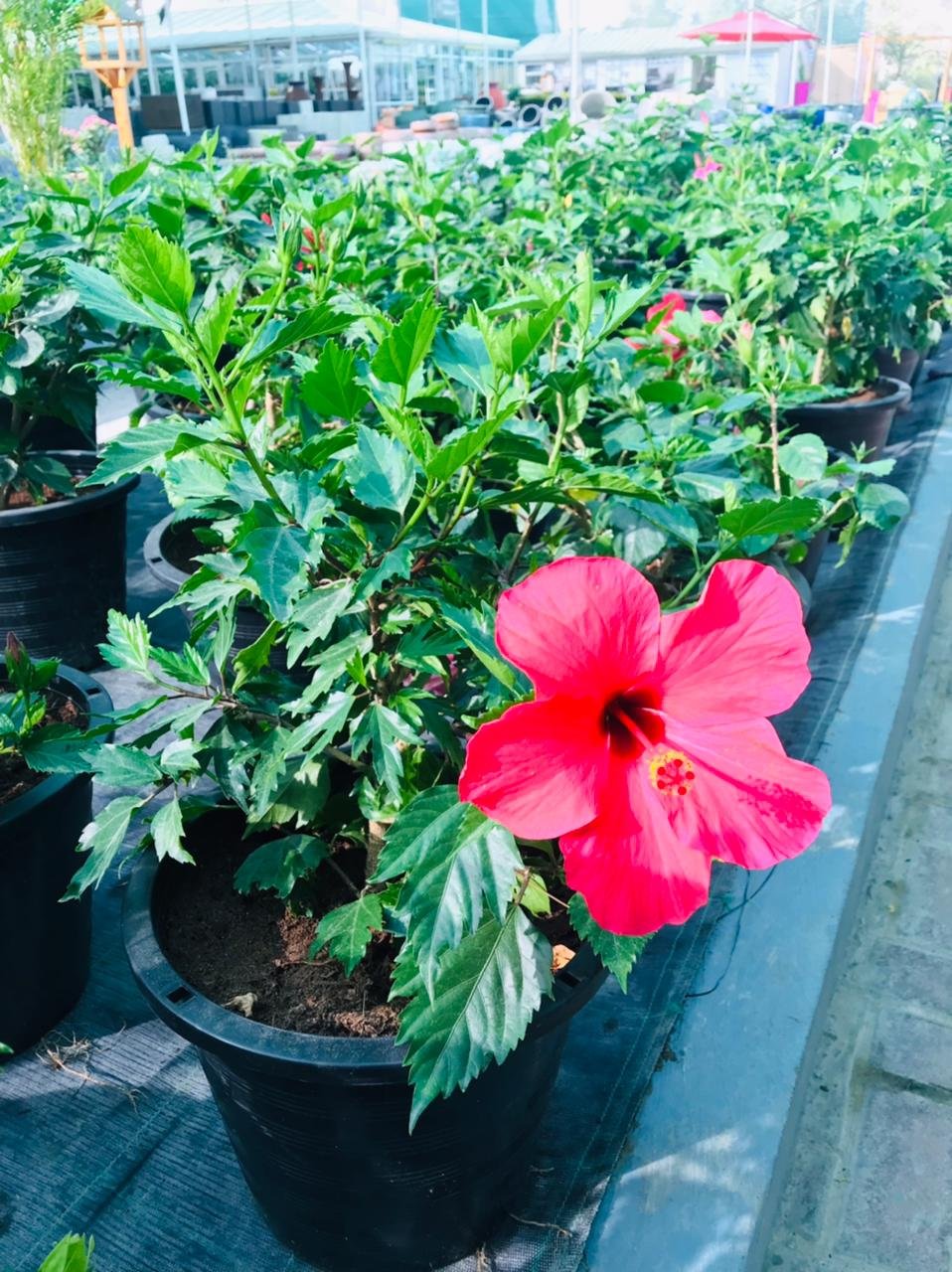 Hibiscus-Malvaceae-OutdoorFloweringPlant