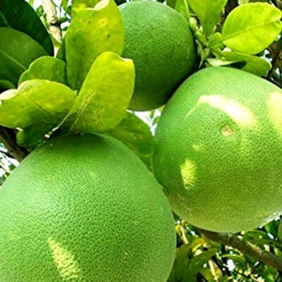Pomelo Tree - Citrus Maxima