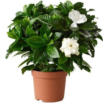 Gardenia - Cape Jasmine