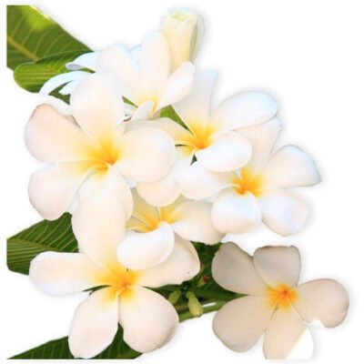 Frangipani (Plumeria)