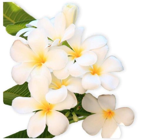 plumeria-frangipani-plants-online-in-dubai-uae_de5eafe6-eeac-4cc3-aca1-f366c5fa15a6