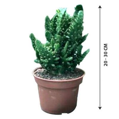 Soft Bed Cactus - Cactus & Succulents